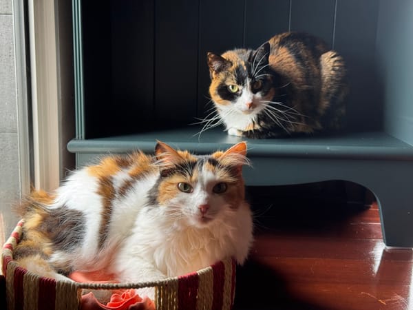 Both of the cats, resting by a window. Miska is in a little box, Sasha is resting on the bottom shelf of a bookcase.